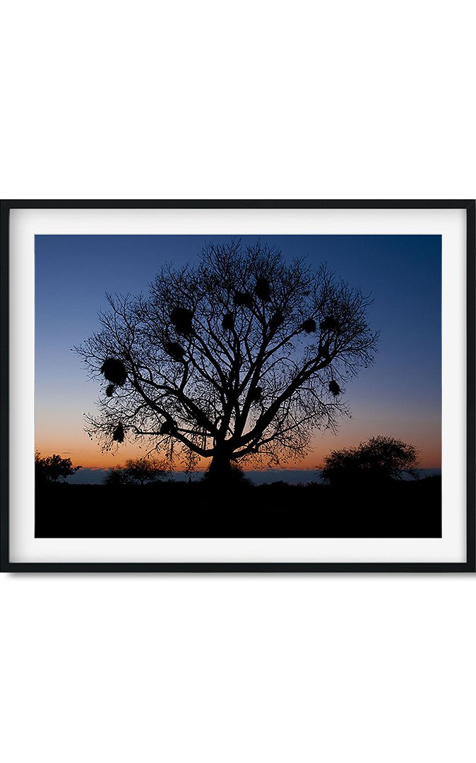 606f4d10246b4_marco-arbol.jpg
