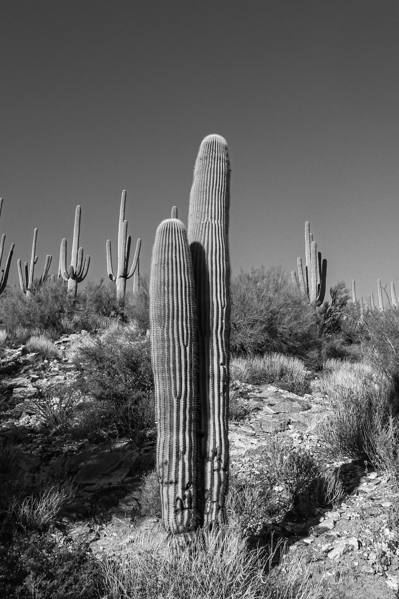 5f0c9ae9eb62c_saguaro04.jpg