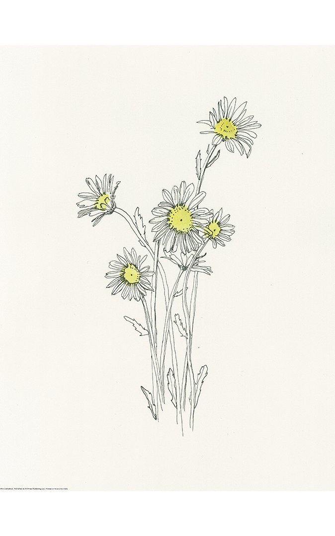5e7d31cd40ca2_flor-margarita.jpg
