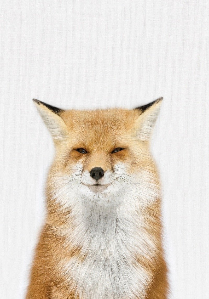 5d8a7e7c15d05_zorrito-21x30-baja.jpg