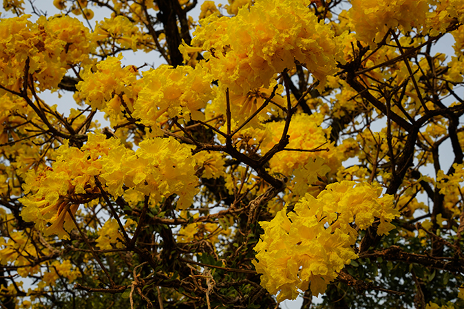 6a636a761740f_lamina1.jpg