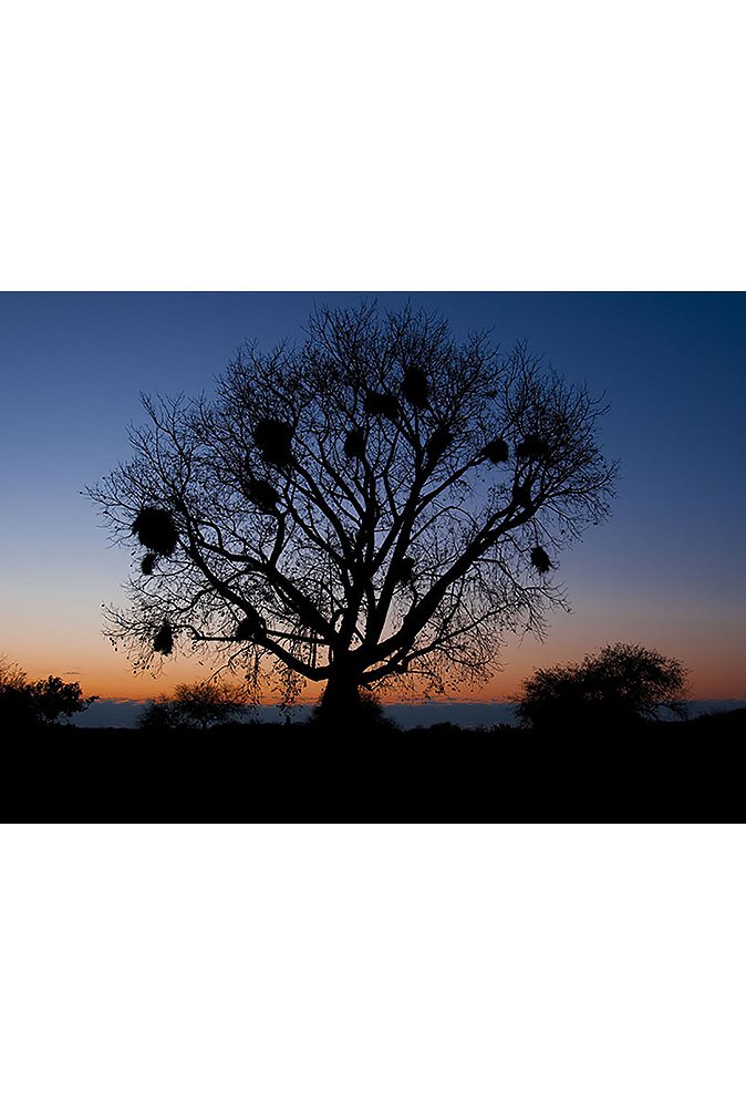 606f4d0a2cfcc_lamina-arbol.jpg