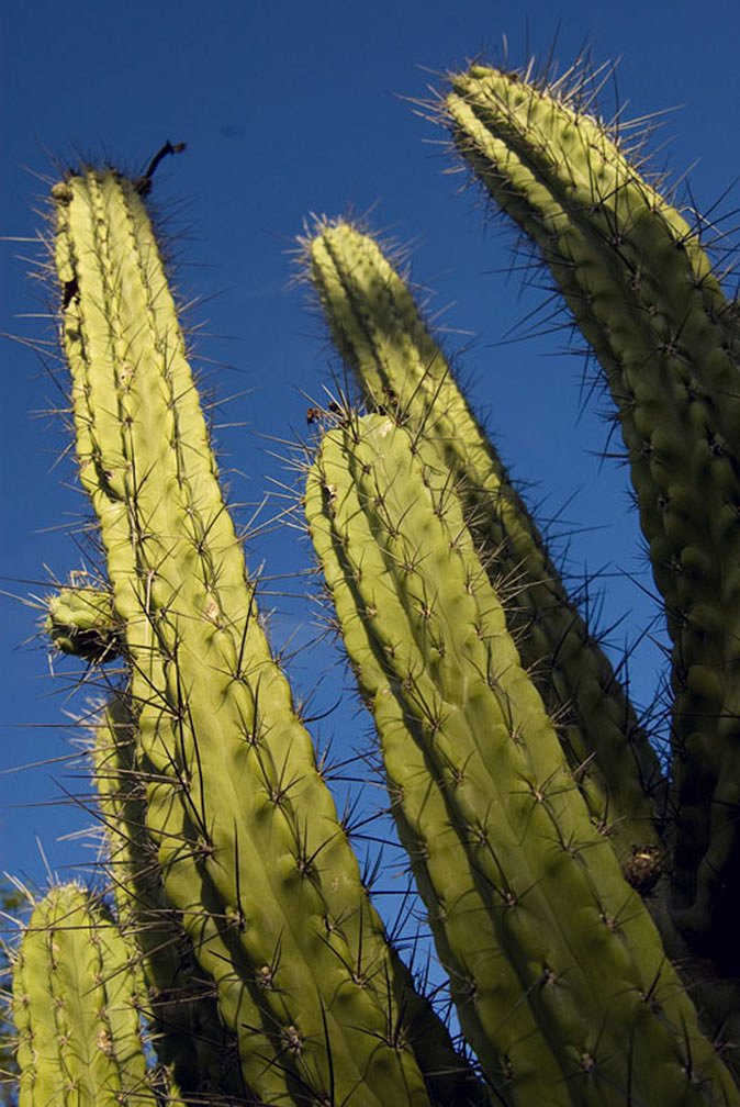 5f168c0c6f405_cactus-y-cielo-super-azul_dsc0137.jpg