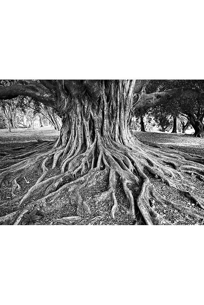 606f749615180_lamina-raices.jpg