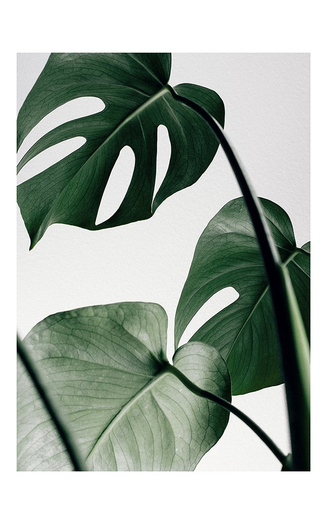5e7d29db8622f_monstera-deliciosa-50x70-jpg.jpg