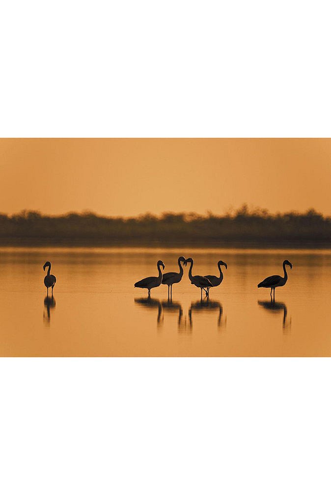 5f1ba4b3b9e92_flamengos-al-atardecer_dsc0591.jpg