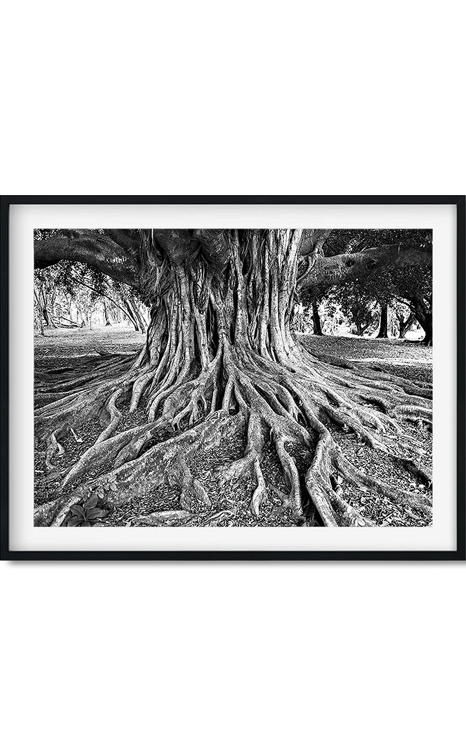 606f74a6f0a6b_marco-raices.jpg